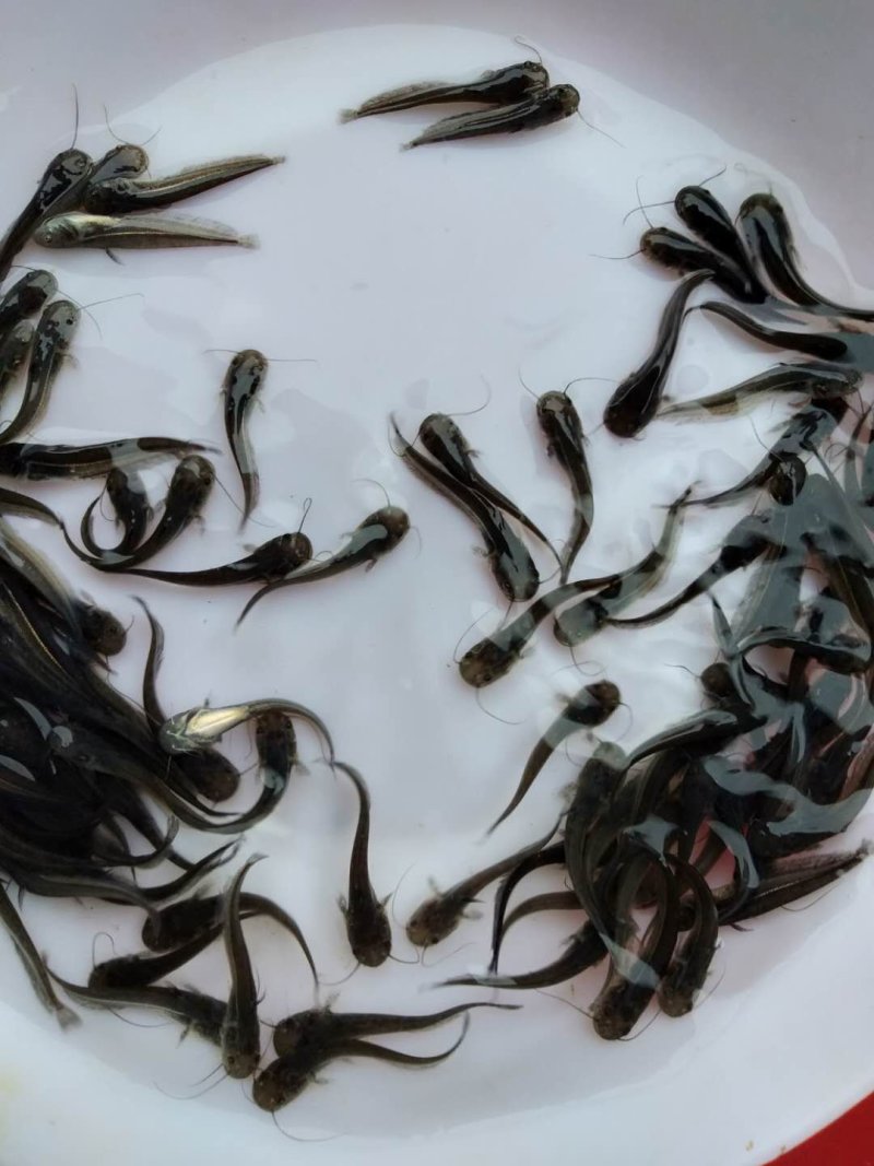 大口鲶鱼苗-品种优良生长速度快抗病力强-全国发货