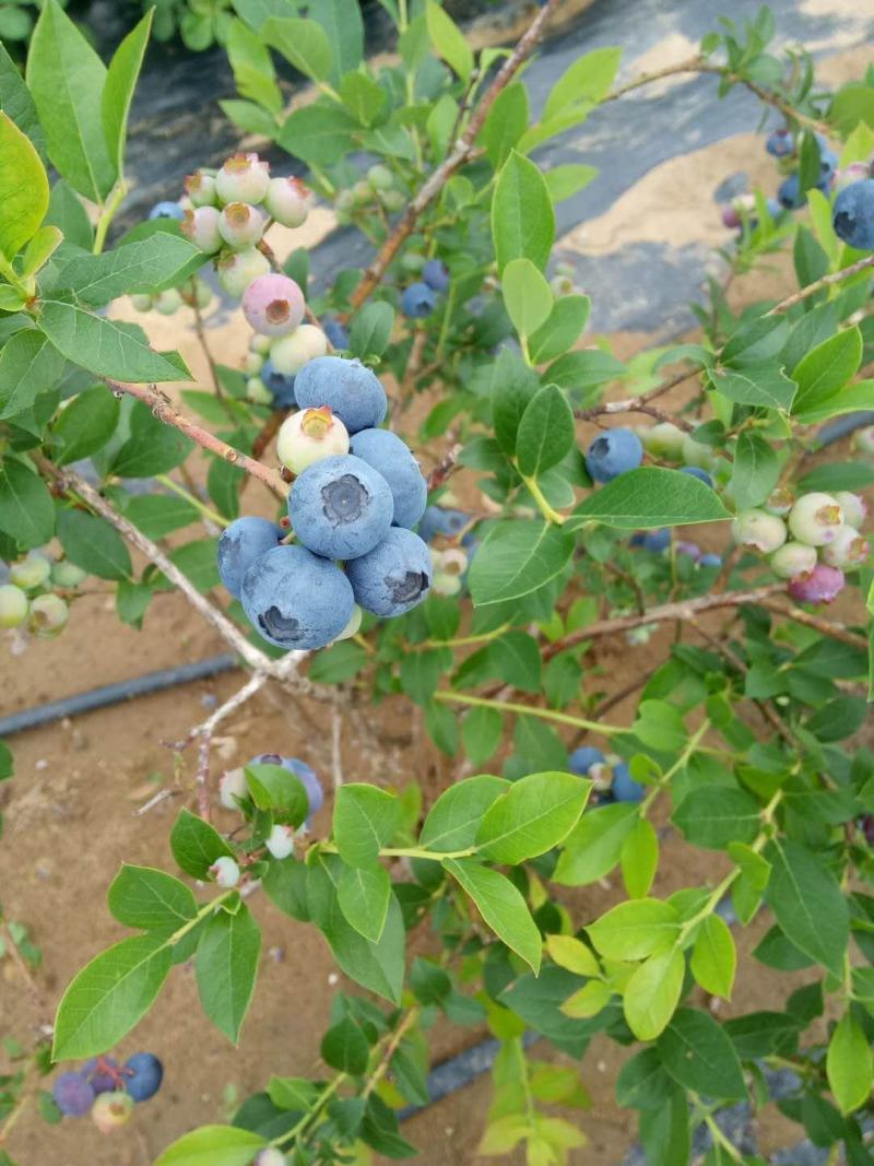 大连陆地蓝莓成熟了味道纯正好山好水出好果
