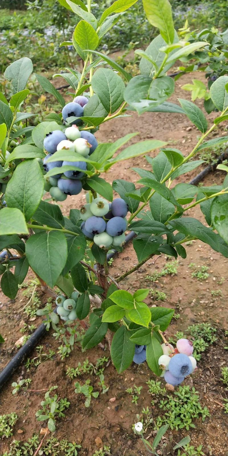 大连陆地蓝莓成熟了味道纯正好山好水出好果