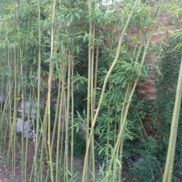 竹子