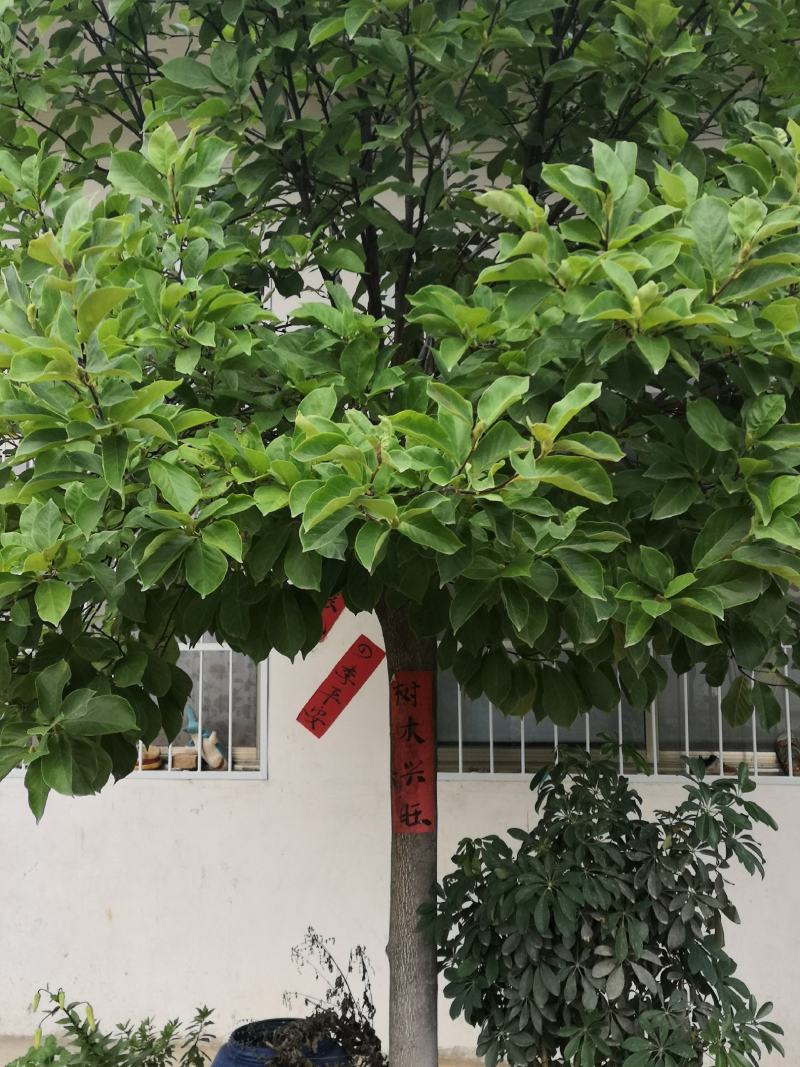 本社。精品玉兰280亩，2到30公分保质量，诚信经营。
