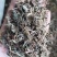 【文斌药业】小叶金钱草正品地道药材