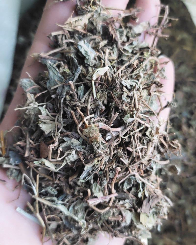 【文斌药业】小叶金钱草正品地道药材