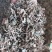 【文斌药业】小叶金钱草正品地道药材