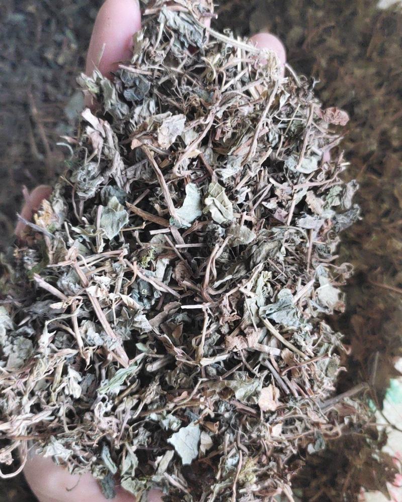 【文斌药业】小叶金钱草正品地道药材