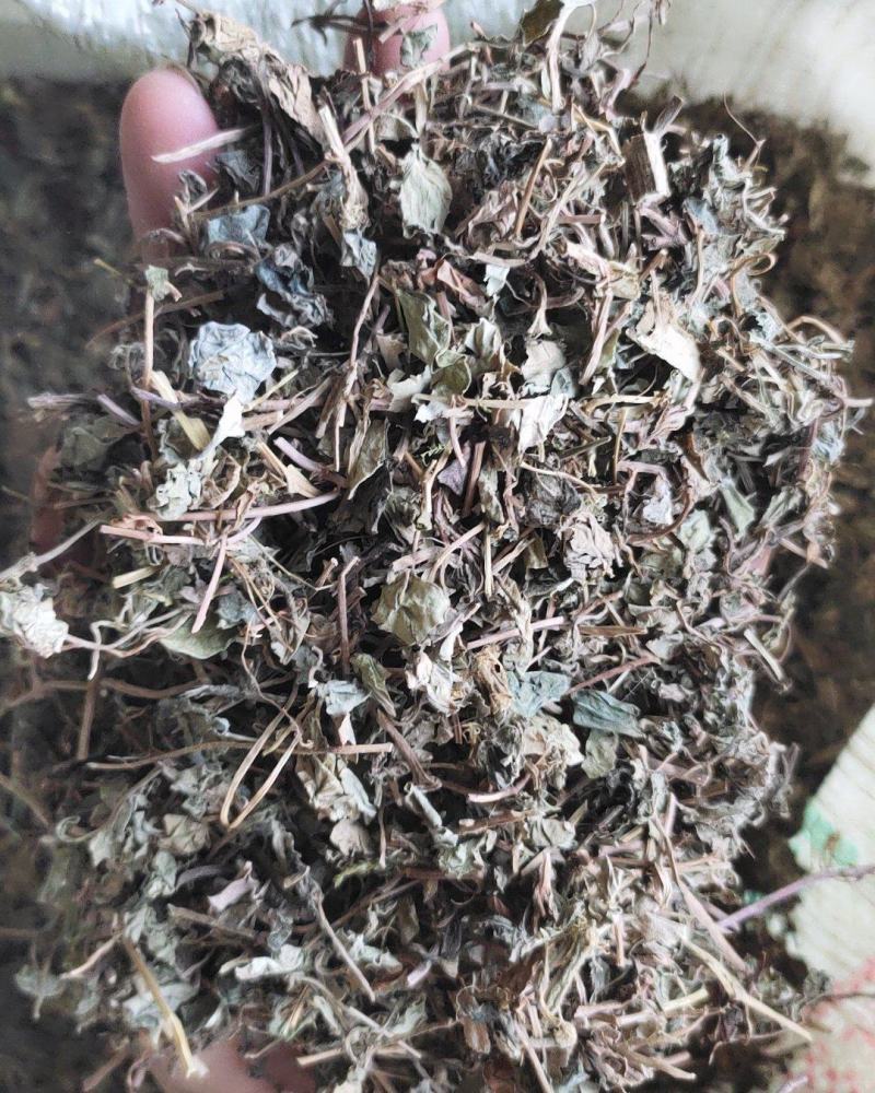 【文斌药业】小叶金钱草正品地道药材
