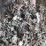 【文斌药业】小叶金钱草正品地道药材