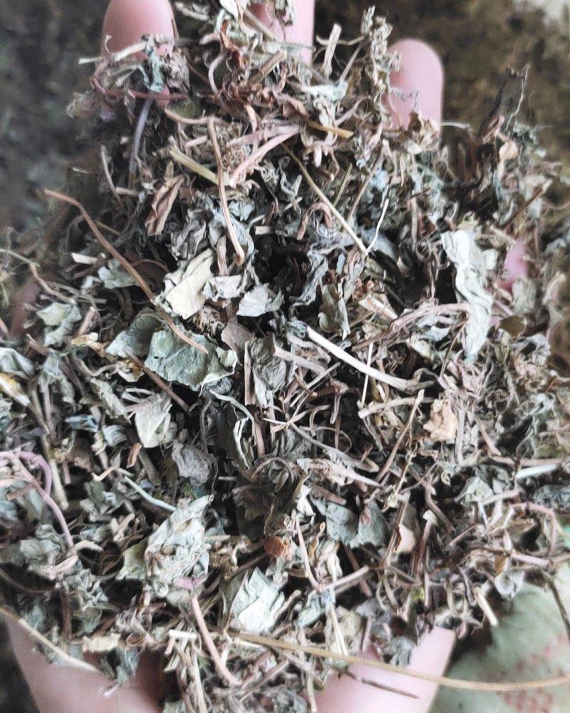 【文斌药业】小叶金钱草正品地道药材