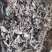 【文斌药业】小叶金钱草正品地道药材