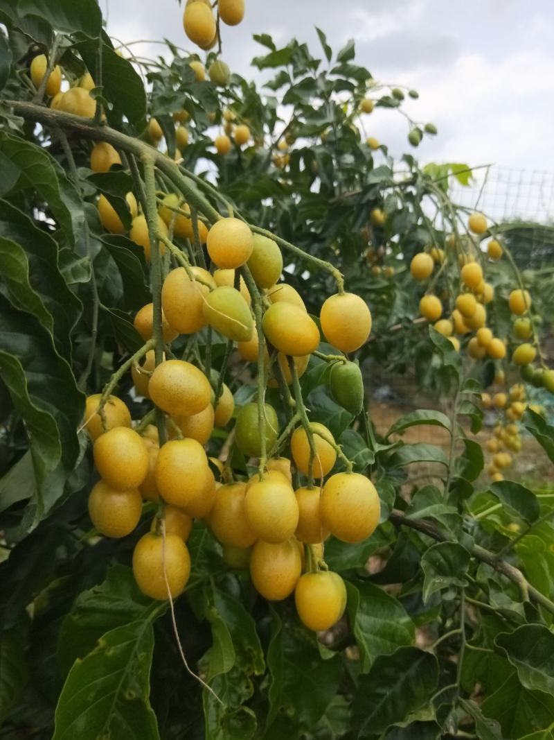 黄皮果，诚信，代购代卖