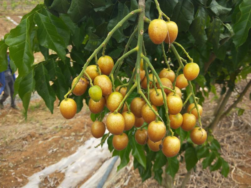 黄皮果，诚信，代购代卖