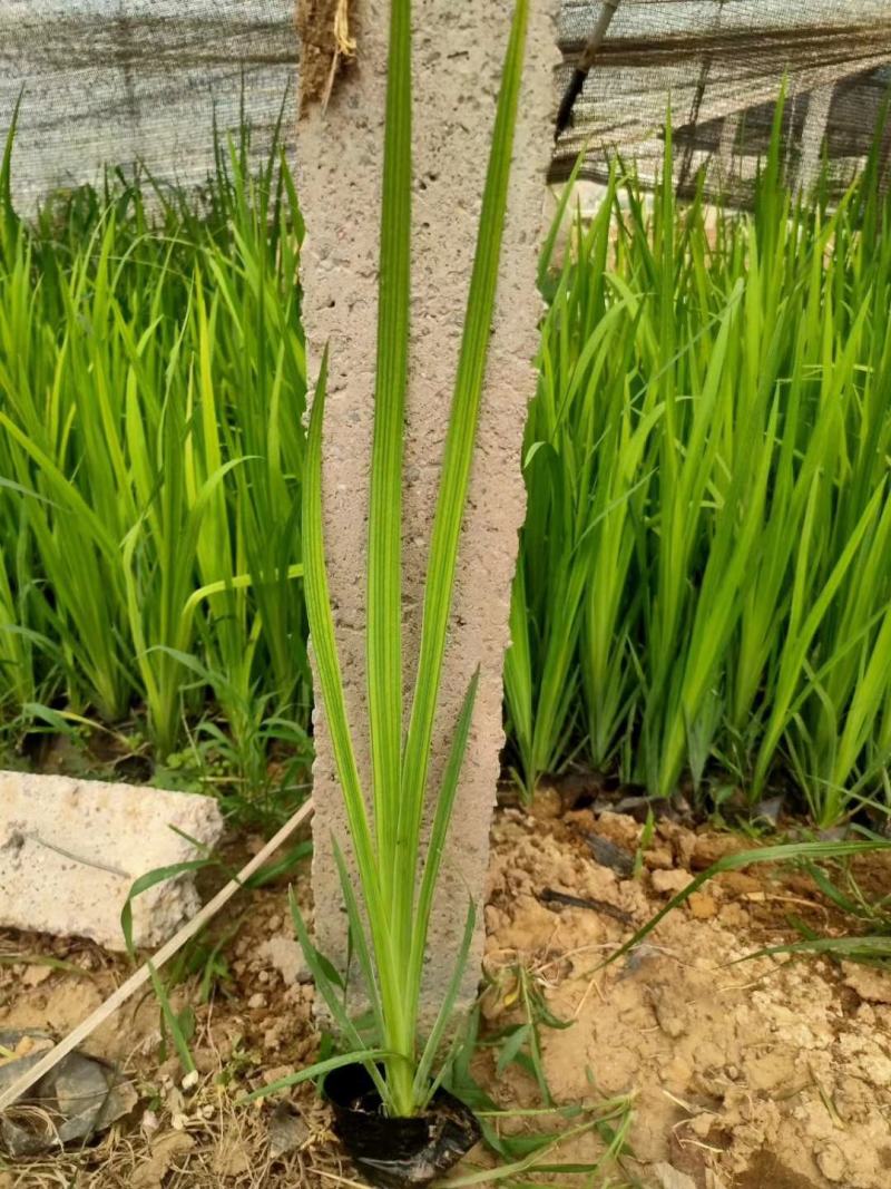黄昌蒲，水生鸢尾，燕尾基地直销，常年销售各种绿化苗