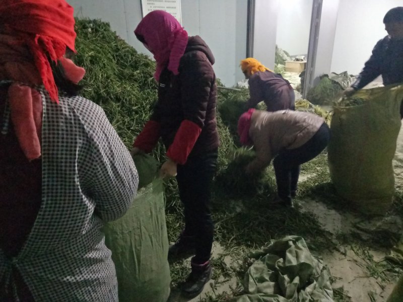 马齿苋干麻麻菜长寿菜！纯野生