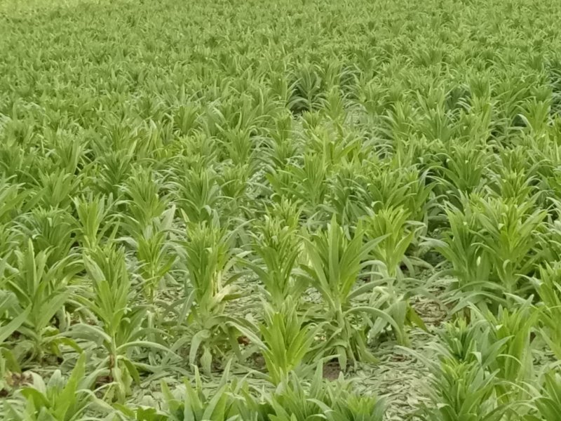 马齿苋干麻麻菜长寿菜！纯野生