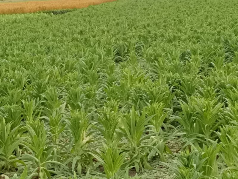马齿苋干麻麻菜长寿菜！纯野生