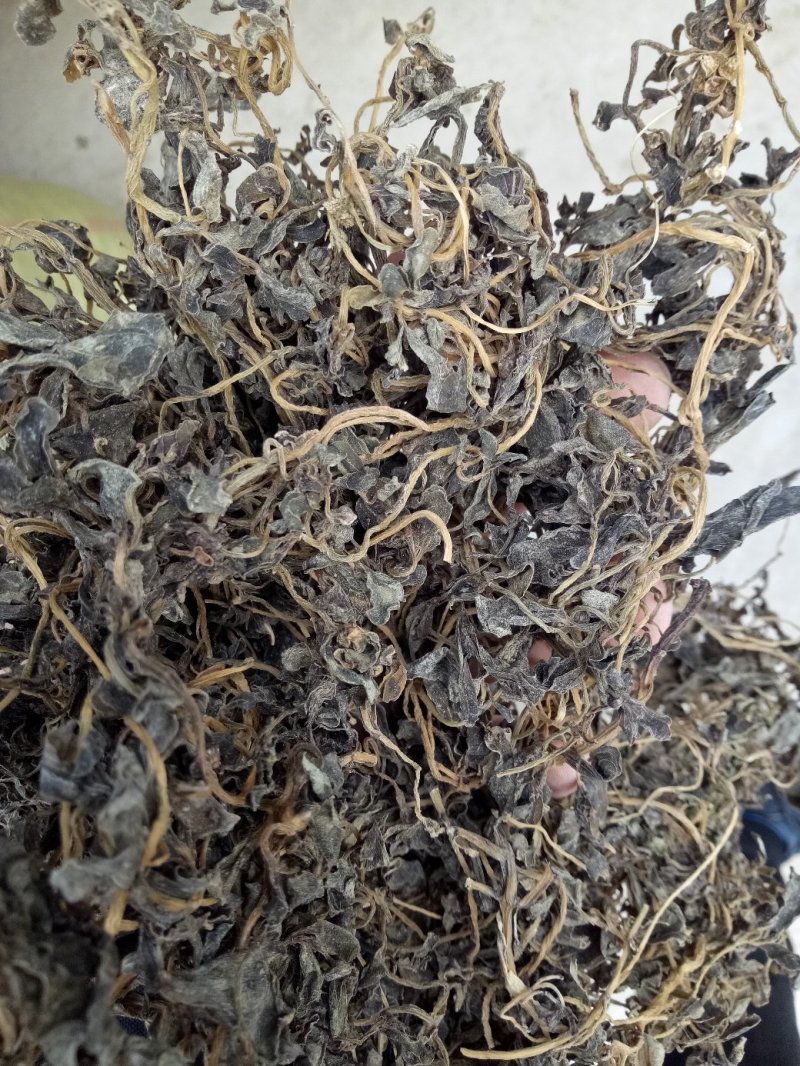 马齿苋干麻麻菜长寿菜！纯野生