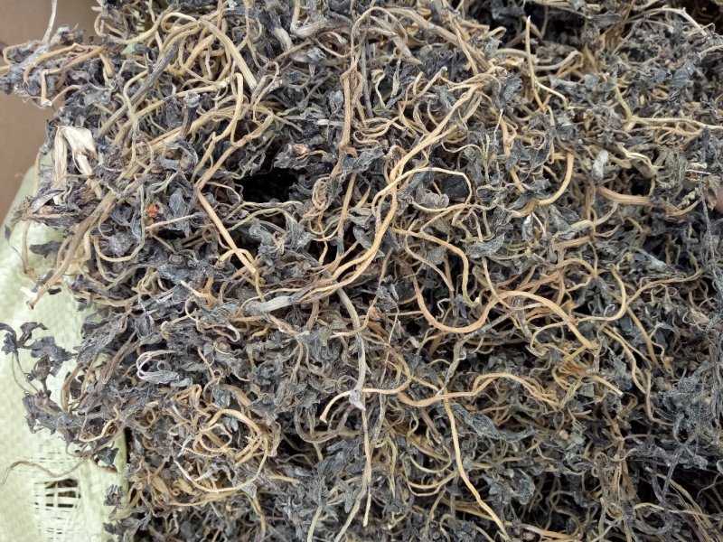 马齿苋干麻麻菜长寿菜！纯野生