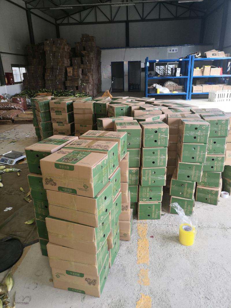 云南水果玉米单色双色3斤5斤电商一件代发