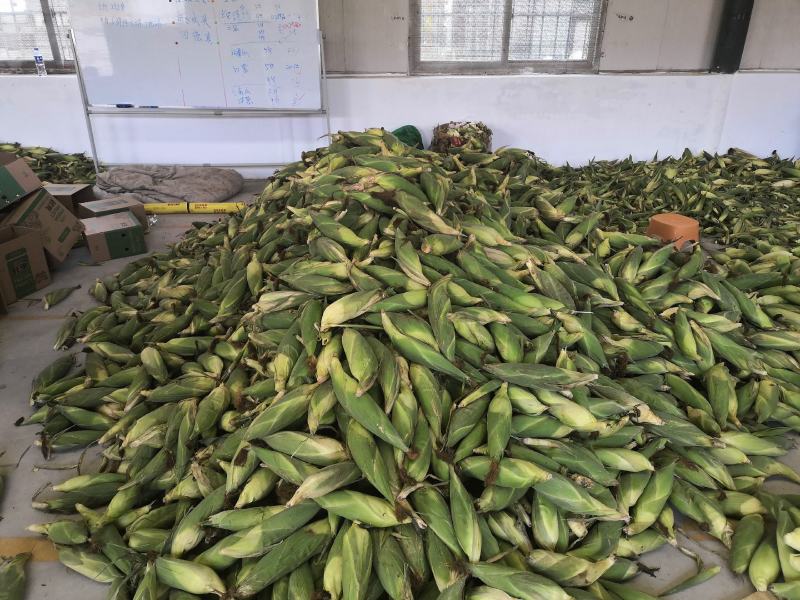 云南水果玉米单色双色3斤5斤电商一件代发