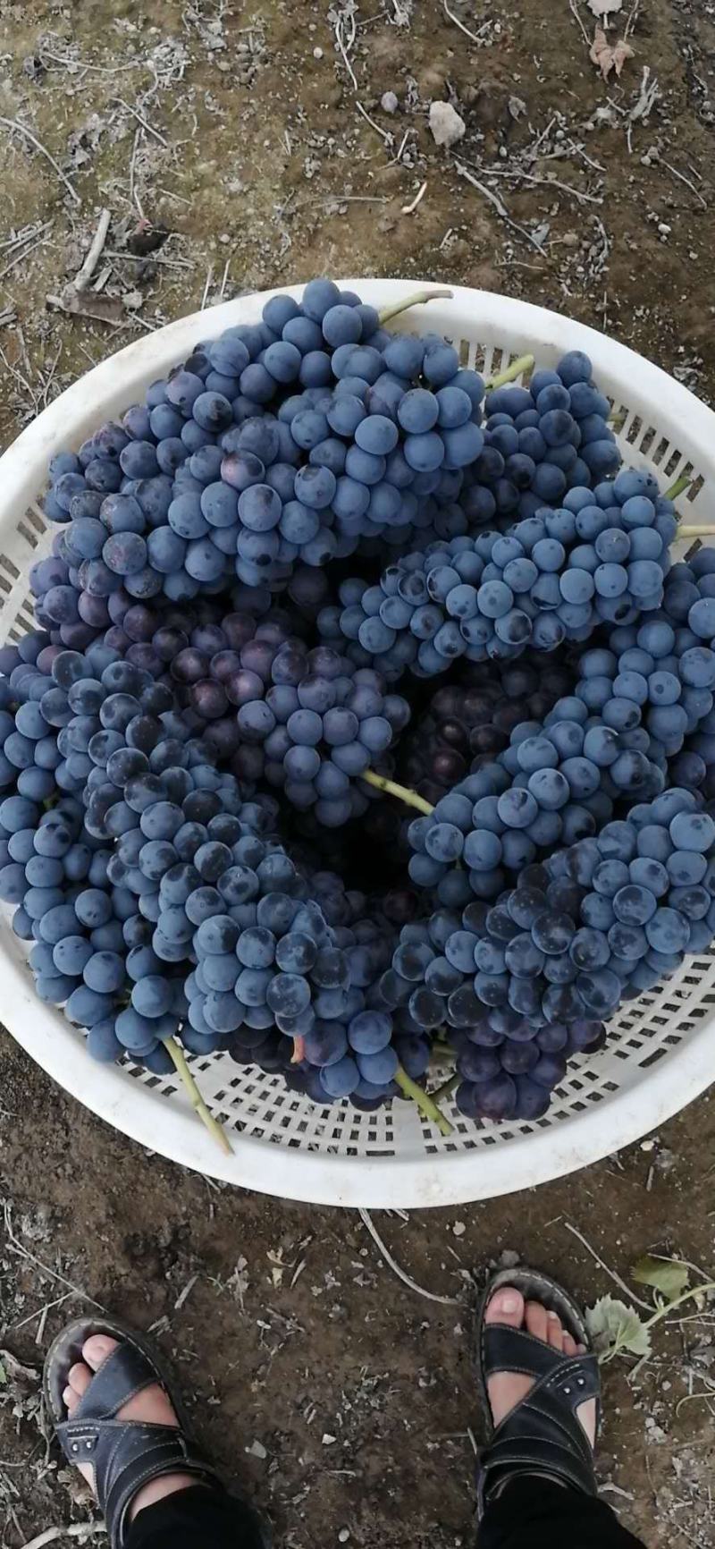 夏黑葡萄