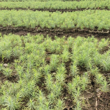 袋装沙树苗，川西苗木种植有限公司基地直销，出售各种优质嫁