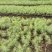 袋装沙树苗，川西苗木种植有限公司基地直销，出售各种优质嫁