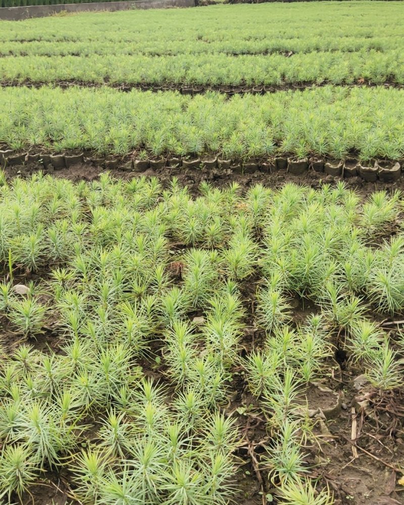 袋装沙树苗，川西苗木种植有限公司基地直销，出售各种优质嫁