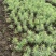 袋装沙树苗，川西苗木种植有限公司基地直销，出售各种优质嫁