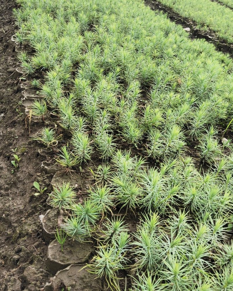 袋装沙树苗，川西苗木种植有限公司基地直销，出售各种优质嫁