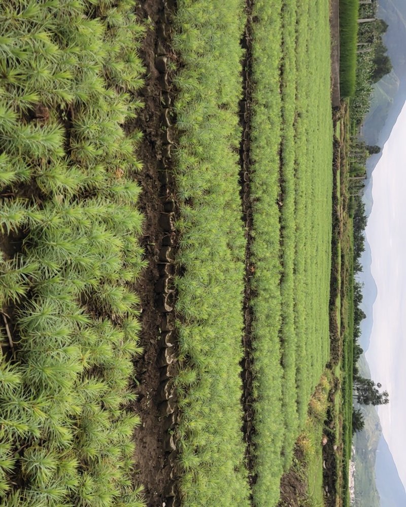 袋装沙树苗，川西苗木种植有限公司基地直销，出售各种优质嫁