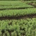 袋装沙树苗，川西苗木种植有限公司基地直销，出售各种优质嫁