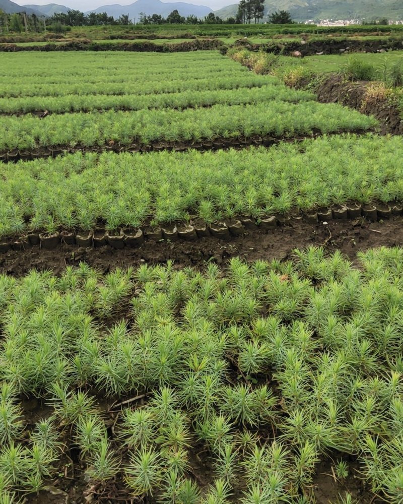 袋装沙树苗，川西苗木种植有限公司基地直销，出售各种优质嫁