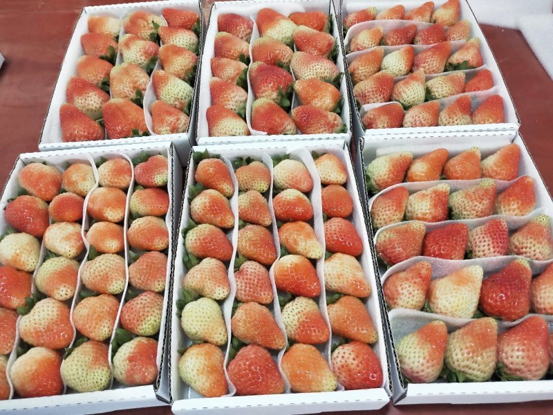 2022年基地直供夏草莓