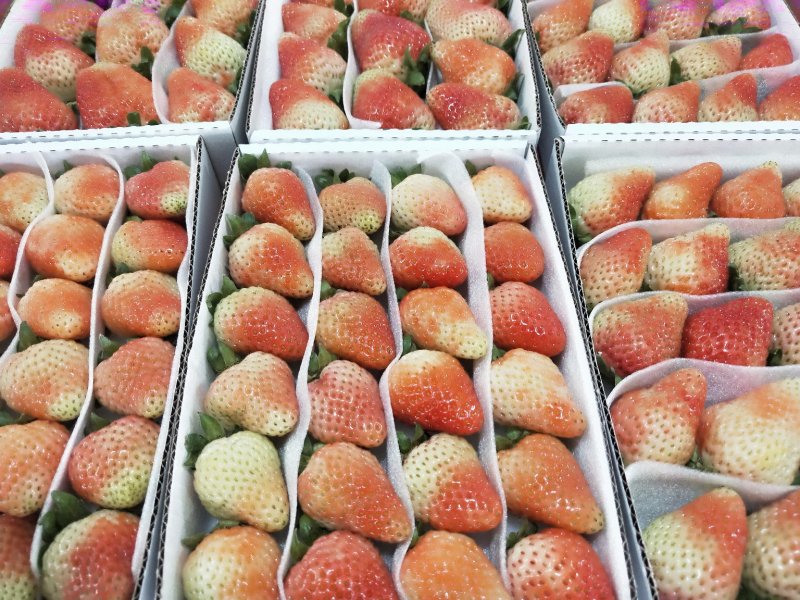 2022年基地直供夏草莓