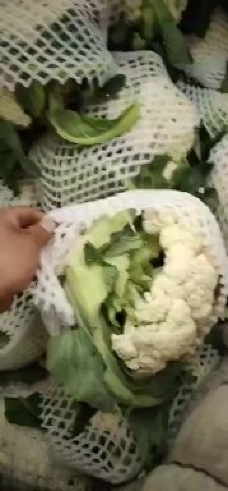 兰州榆中散花大量上市