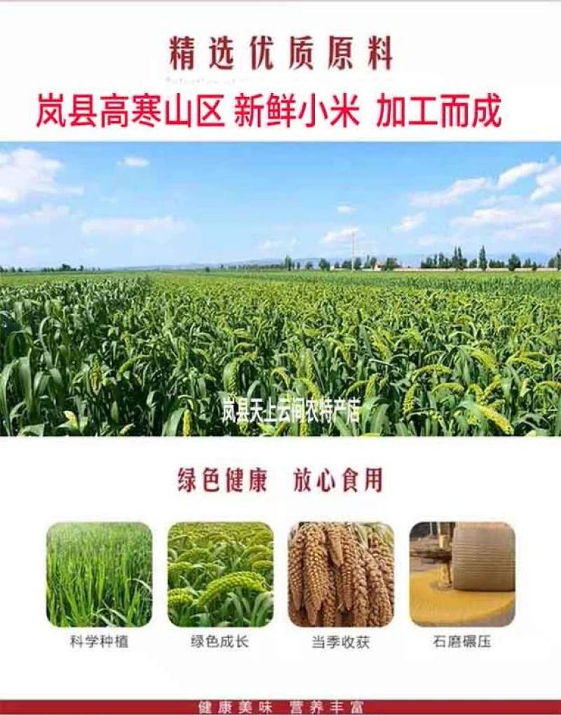 山西岚县特产小米面粉新鲜现磨小米面粉宝宝辅食5斤
