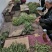 【热销】贡菜！邳州贡菜贡菜基地电视主播欢迎来电