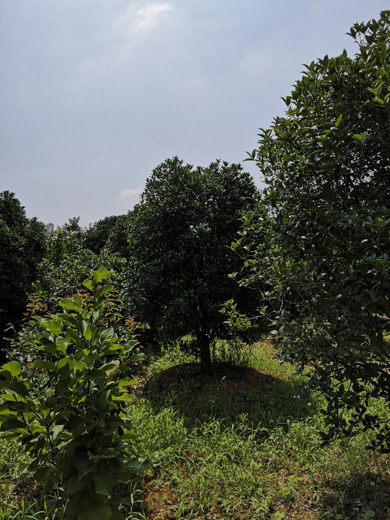 河南南阳精品桂花，3到25公分，产地一手货源，包成活率。