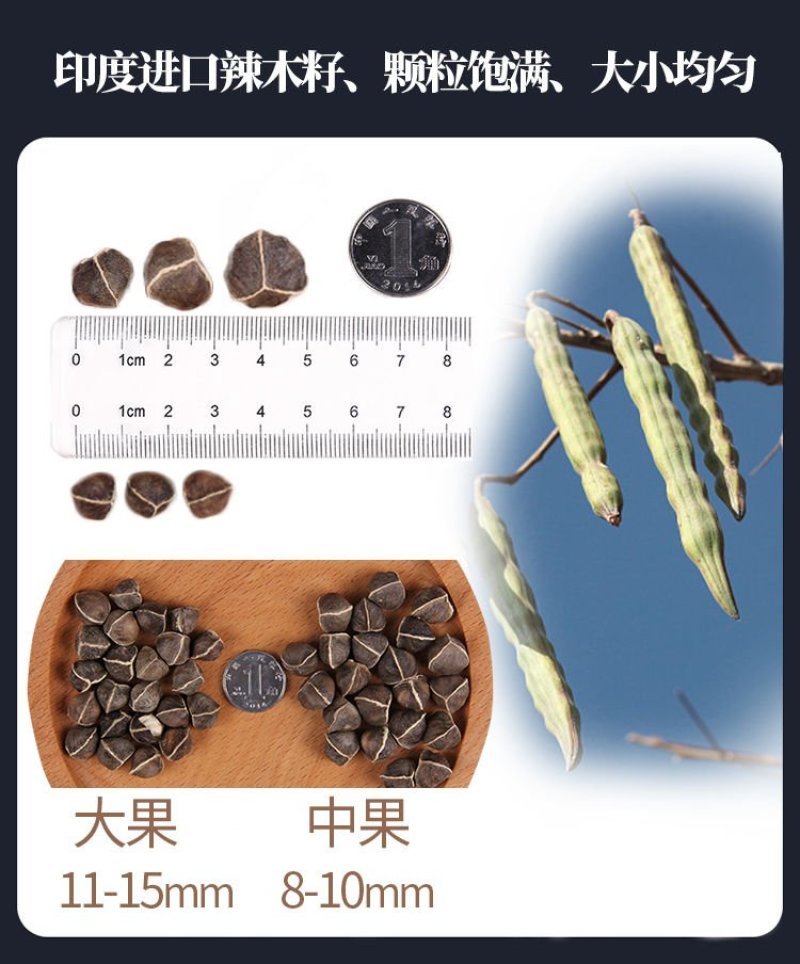 辣木籽果仁泡温水100g