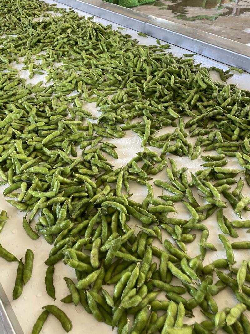 新鲜绿宝石毛豆大量上市湖北当阳合作社直供质优价廉