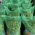 新鲜绿宝石毛豆大量上市湖北当阳合作社直供质优价廉