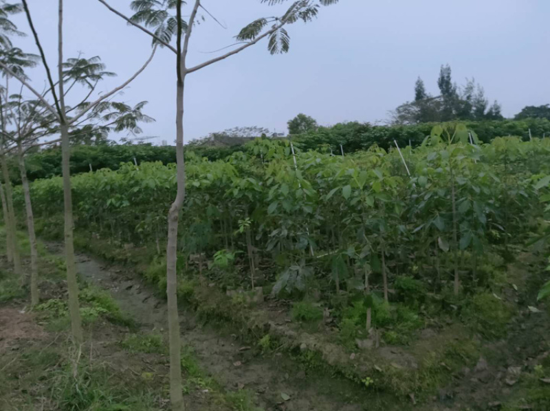 红花风铃木，洋红风铃木100-150，小苗20-40，