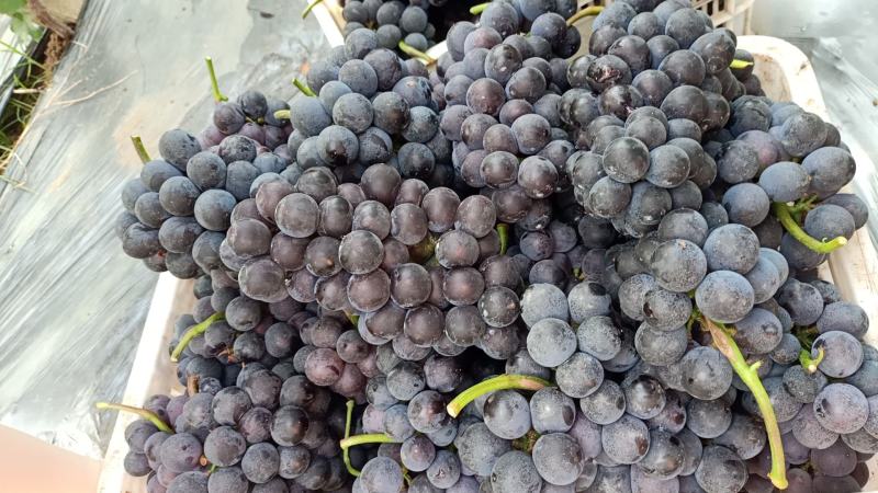 山东葡萄，巨峰，夏黑，【热卖中】半岛，大量上市！