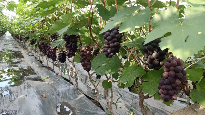 山东葡萄，巨峰，夏黑，【热卖中】半岛，大量上市！