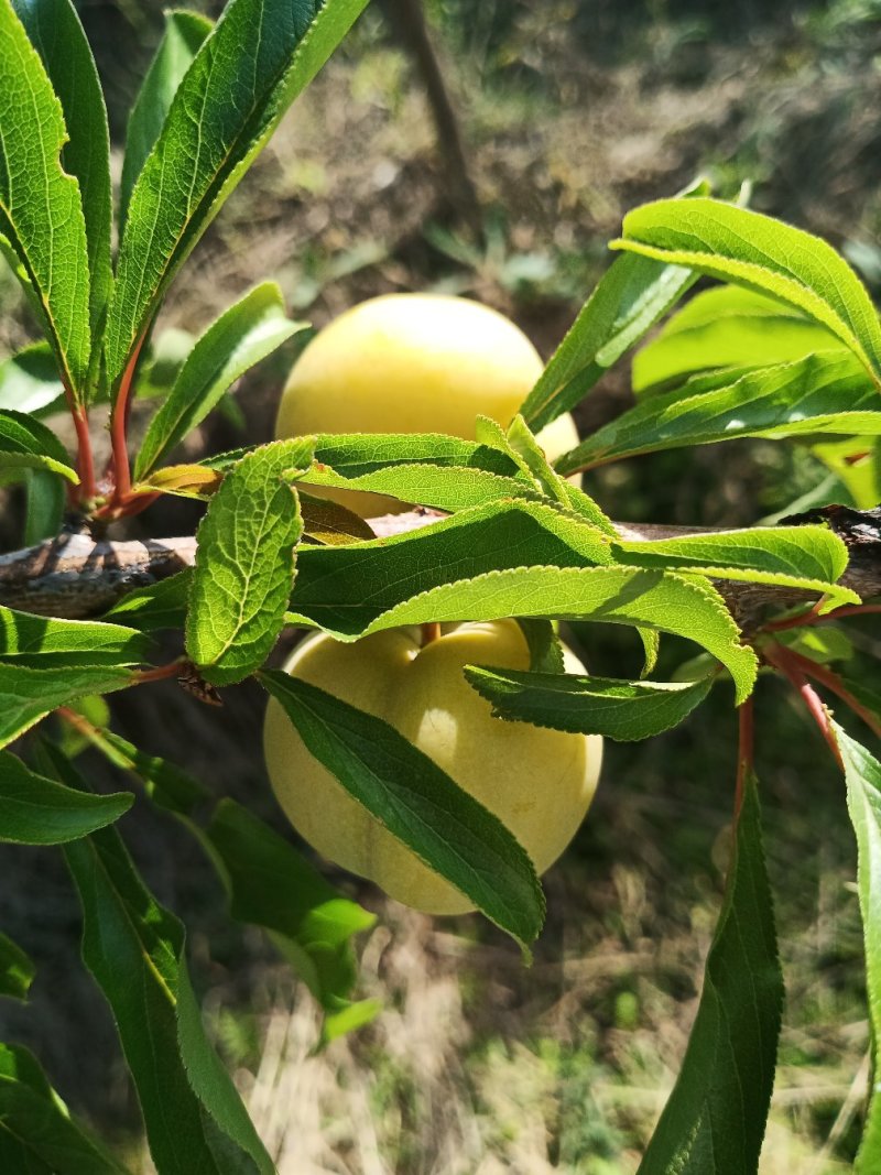 蜂糖李