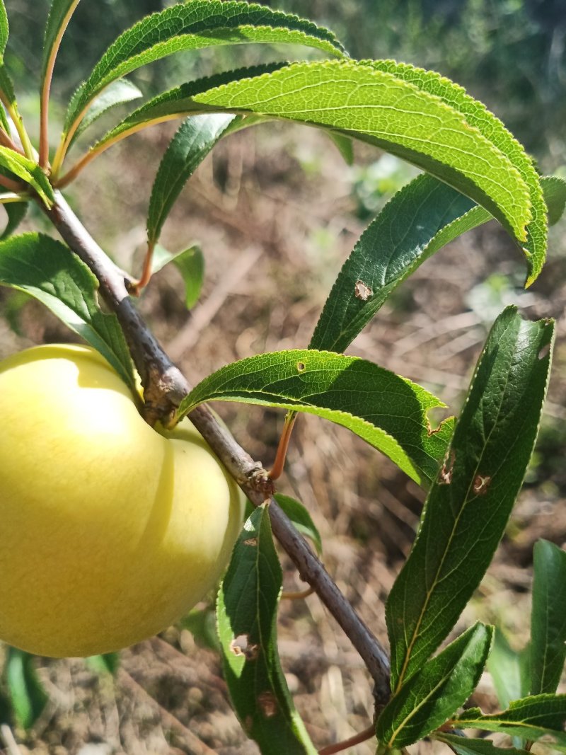 蜂糖李