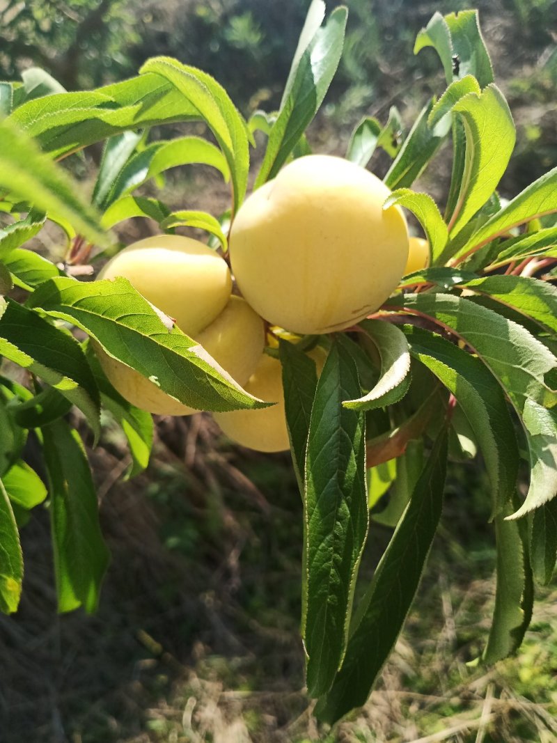 蜂糖李