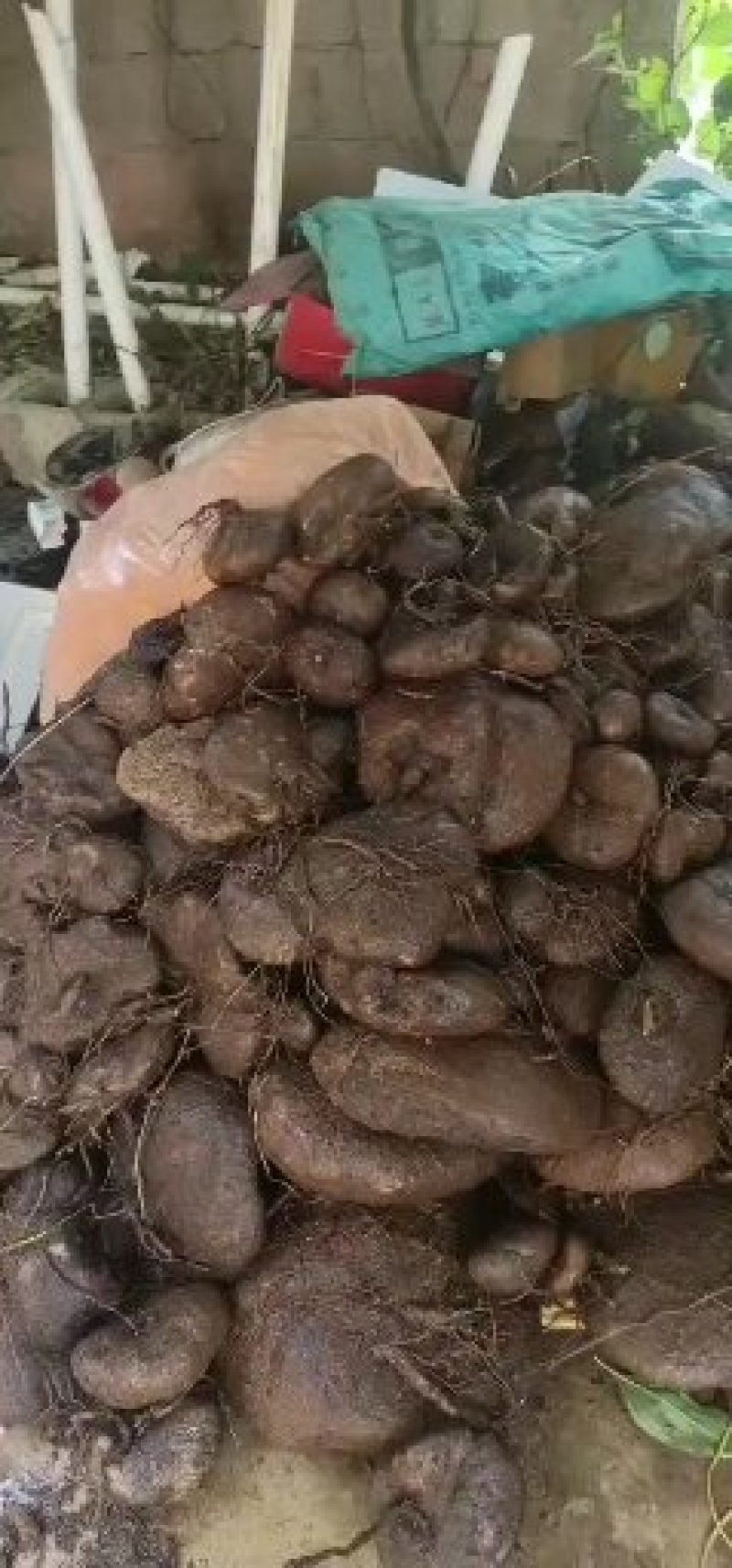 红藤山乌龟全部是野生全的，绿腾，血腾，有需要的赶快了，
