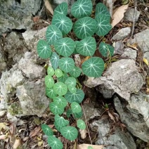 红藤山乌龟全部是野生全的，绿腾，血腾，有需要的赶快了，