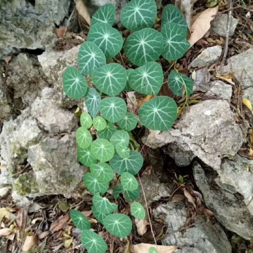 红藤山乌龟全部是野生全的，绿腾，血腾，有需要的赶快了，